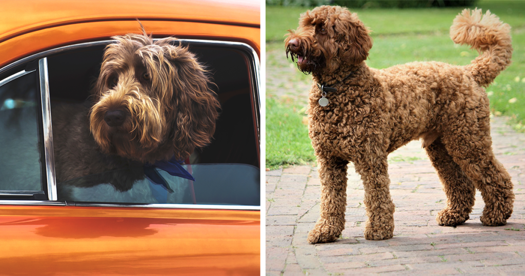 Apply Today To Reserve Your Australian Labradoodle Puppy From Walls Family Doodles.